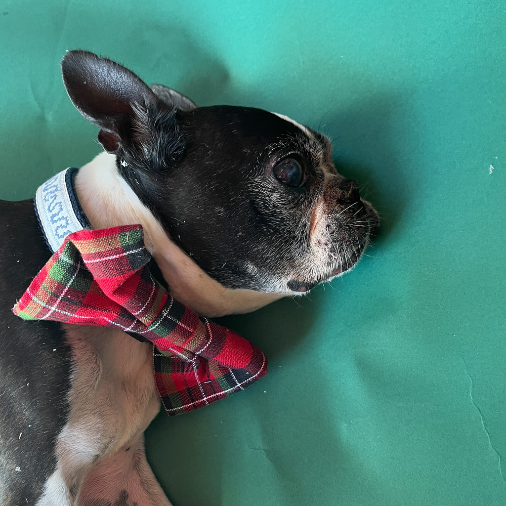 Royal Stewart Red/Green - Plaid Dog/Cat Bowties, Medium/Large